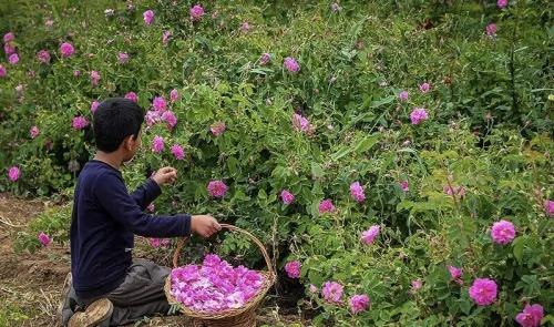 عربستان سعودی، گل محمدی ایران را به نام خود ثبت جهانی کرد